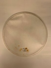 CONCORDE Calfskin white 12", on metal